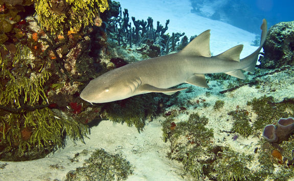 Nurse Shark