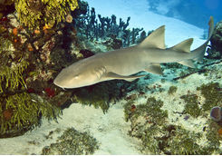 Nurse Shark