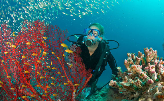 Diver and Coral