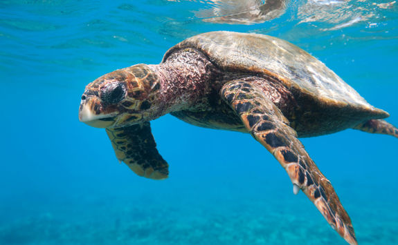 Turtle, Seychelles