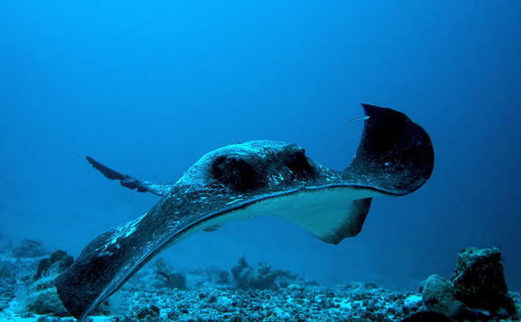 Sting Ray, Seychelles