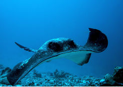 Sting Ray, Seychelles