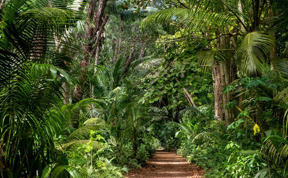 Jungle path