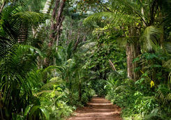 Jungle path