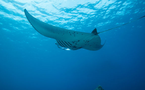 Manta Ray