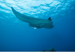Manta Ray