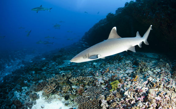 Whitetip Shark