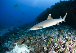 Whitetip Shark
