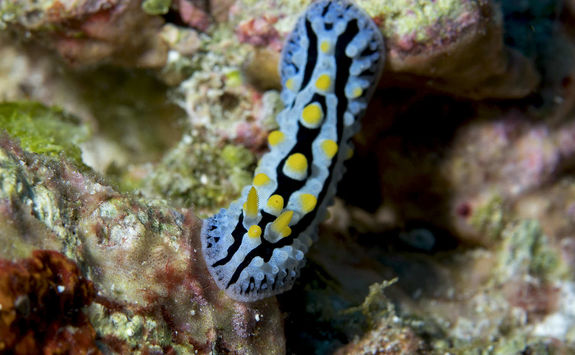 Nudibranch