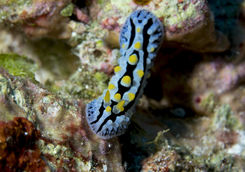 Nudibranch