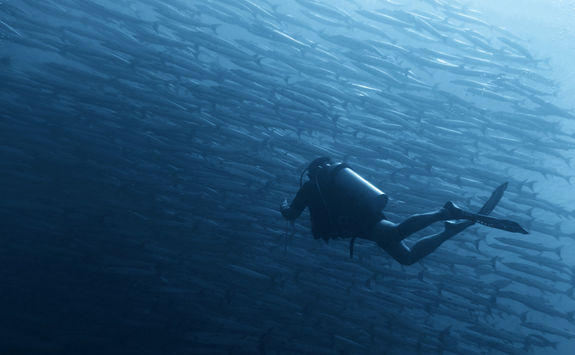Diver and School of Barracuda
