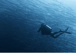 Diver and School of Barracuda