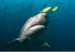 Sicklefin Lemon Shark
