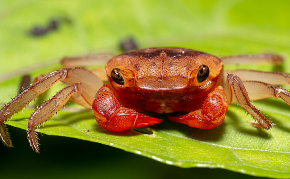 Mangrove Crab