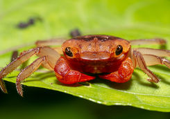 Mangrove Crab