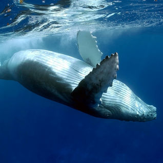 humpback whale listing image