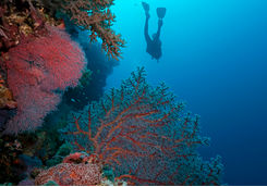 coral and diver philippines