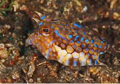 cuttlefish philippines