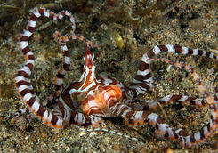 wonderpus philippines