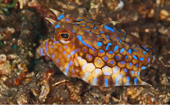 cuttlefish philippines