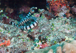 banded sea snake