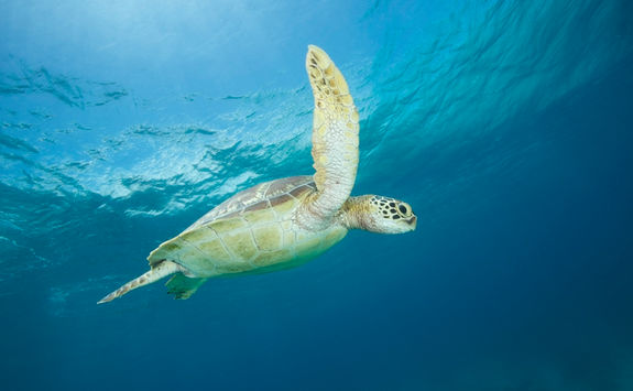 green sea turtle