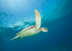green sea turtle