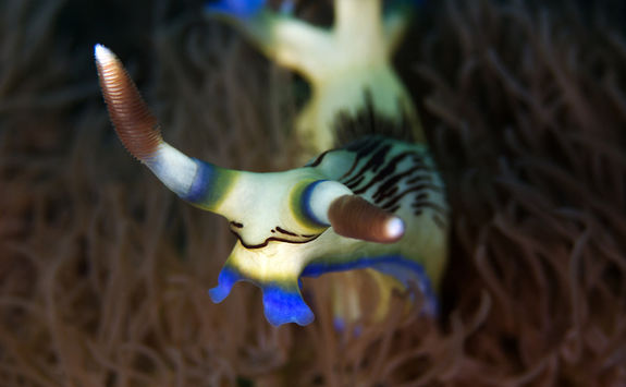 harlequin nudibranch