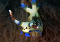 harlequin nudibranch