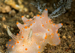 nudibranch sea slug_