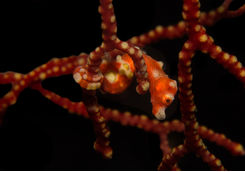 santa claus pygmy seahorse