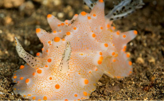 nudibranch sea slug_