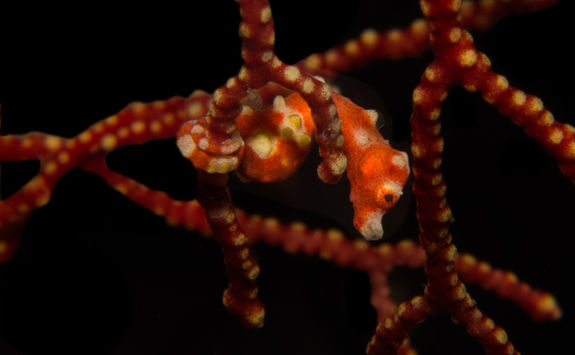 santa claus pygmy seahorse