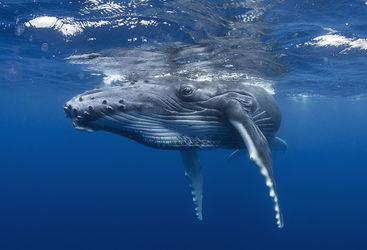 humpback whale