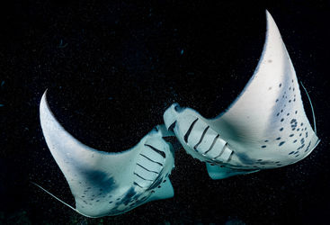 manta ray night dive