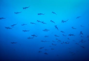 fever of hammerheads