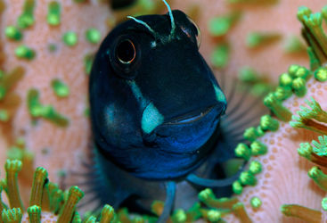 blenny coral reef