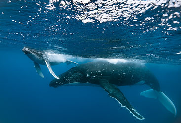humpback whales