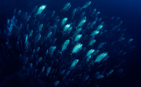 school of fish