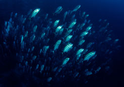 school of fish