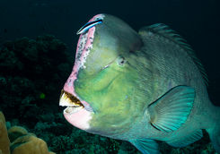 bumphead parrotfish