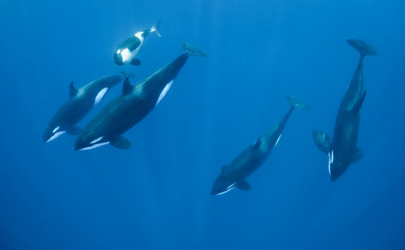 pod of orcas