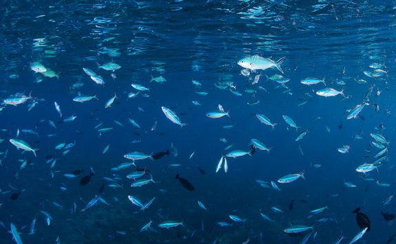 school of fish
