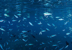 school of fish