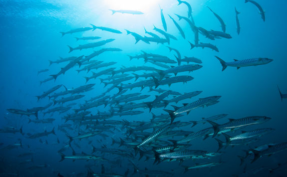 school of barracuda