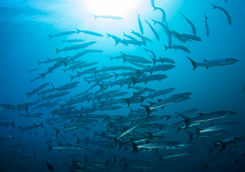 school of barracuda