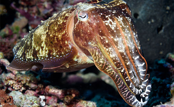 cuttlefish