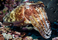 cuttlefish