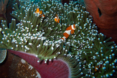 anemonefish
