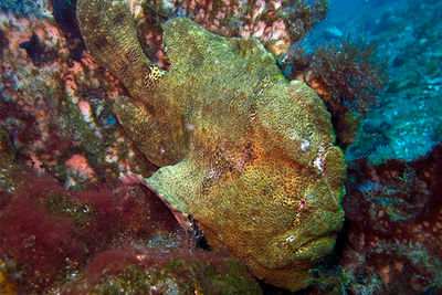 giant frogfish